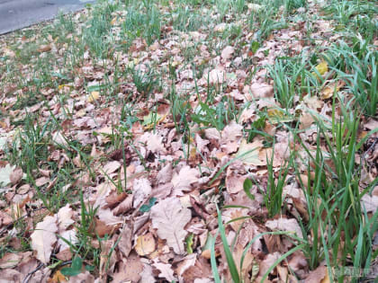 Пасмурная погода сохранится в Калужской области