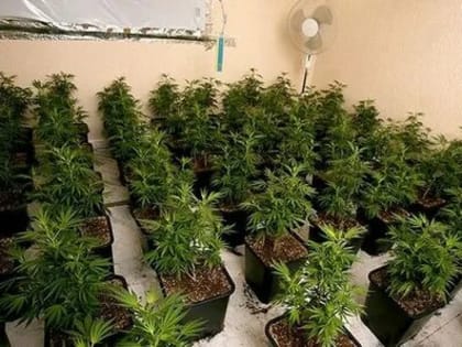 Горе «любитель-садовод» попал под статью…