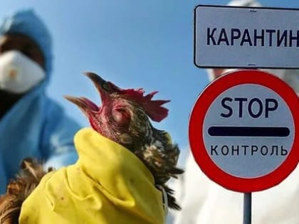 В Обнинске и трех соседних районах введен карантин по гриппу птиц