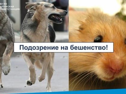 В Калуге проверяют на бешенство 4 собак и хомяка, умерших у жителя