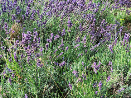 Прохладная погода сохранится в Калужской области