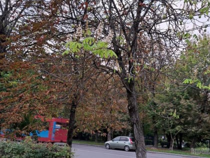 В Калуге каштан зацвел в сентябре
