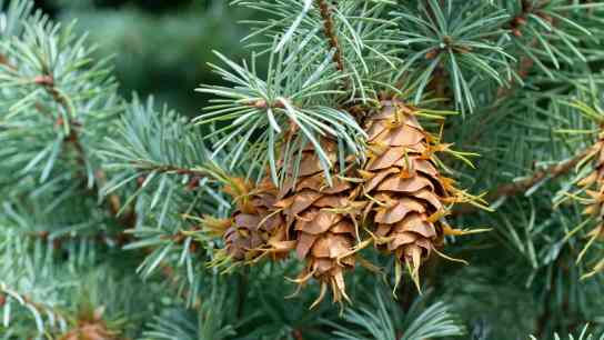 Douglas fir's pine cones