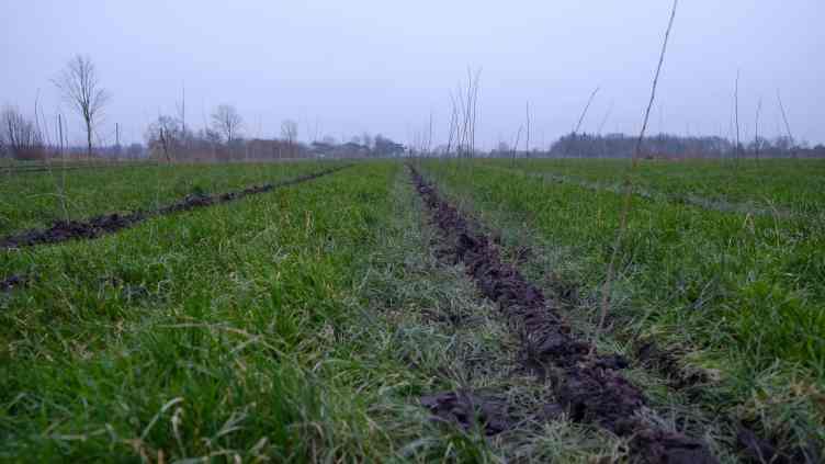 Reihen junger Bäume auf einem Feld