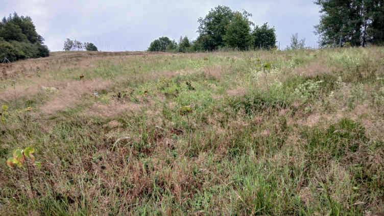 Feld mit Gräsern und jungen Bäumen