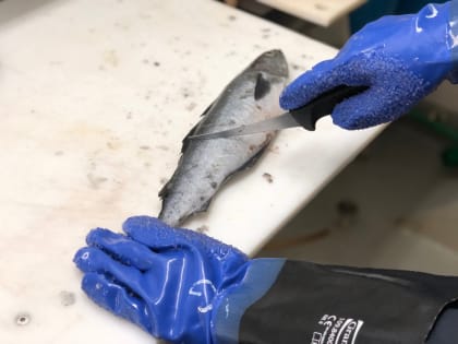 Объёмы промышленного производства сократились в Мурманской области