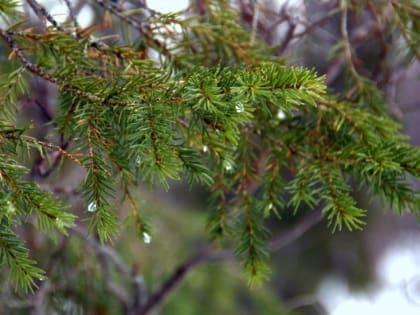 Комплексные мероприятия по охране лесов в декабре