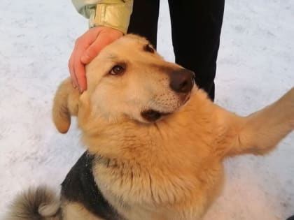 В России предложили налоговый вычет за лечение кошек и собак