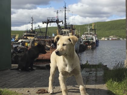 Снижение прибыли российских рыбопромышленников в 2024 году