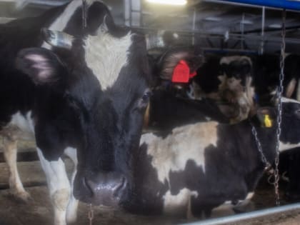 Минприроды запланировало «Полярной звезде» субсидию в 82 млн