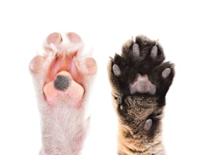 Акция помощи бездомным животным в Мурманске