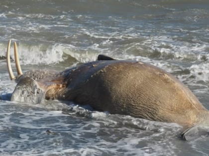 На Шпицбергене морж умер от птичьего гриппа