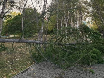 Дерево упало на пешеходную дорожку в Мурманске