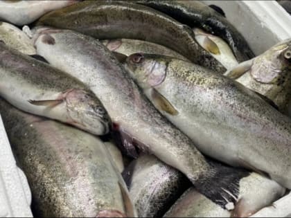 Объёмы добычи рыбы в Северном бассейне выросли на 11%