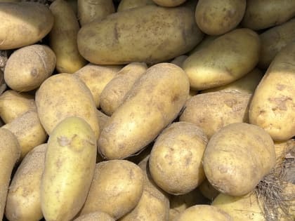 Картофельные огороды в регионе обследовали на наличие золотистой нематоды