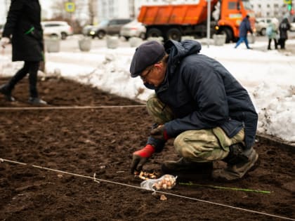 Эксперимент по высадке тюльпанов в Мурманске