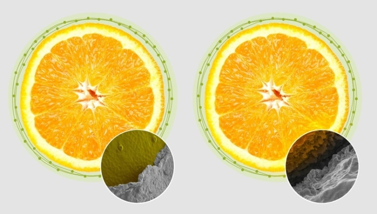 Probaron con éxito un producto biotecnológico en EEUU que retarda la maduración de frutas para exportación