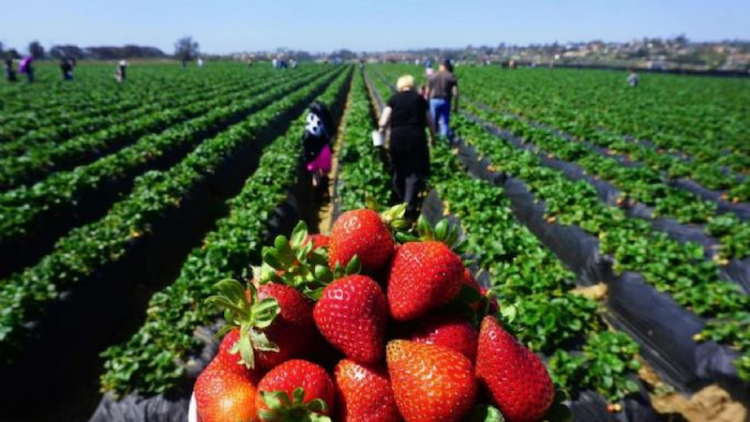 El área implantada de frutilla este año en Tucumán suma 585 hectáreas: la palabra de especialistas