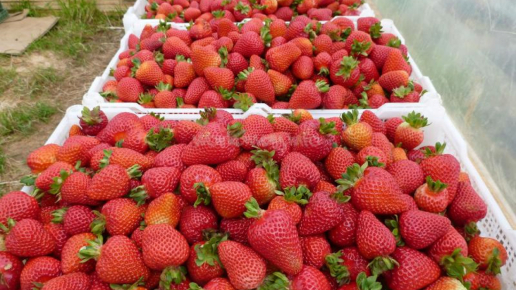 La frutilla del postre: Tucumán aporta el 24% de la producción nacional