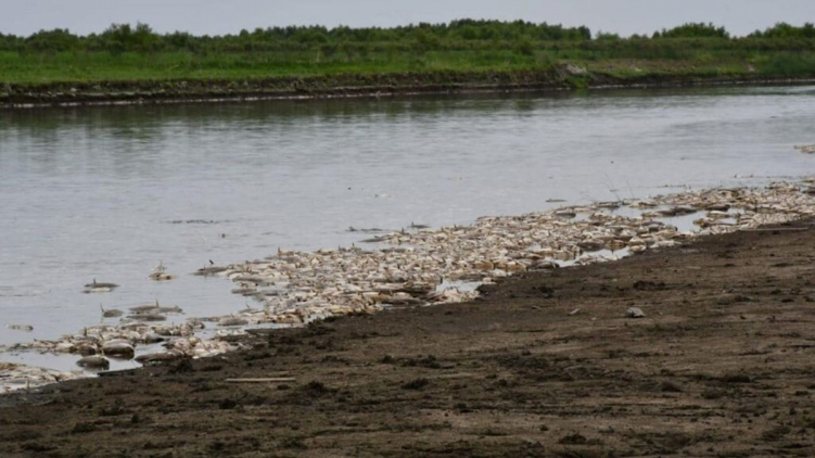 Cuáles fueron las causas de la mortandad de peces en el río Salí