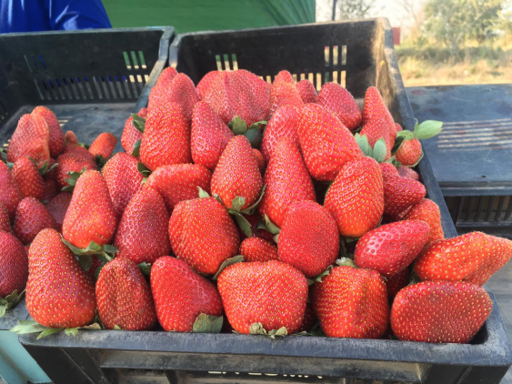 Frutilla: organizan el Simposio Internacional para potenciar el desarrollo del cultivo en Tucumán