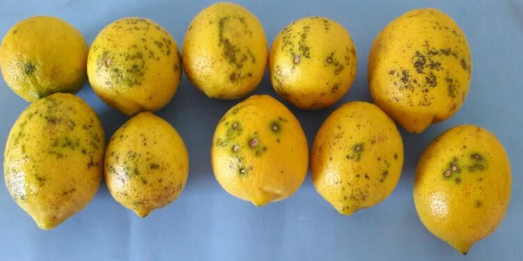 Limones: proyecto tucumano busca reducir el uso de fungicidas y mejorar la durabilidad poscosecha de la fruta