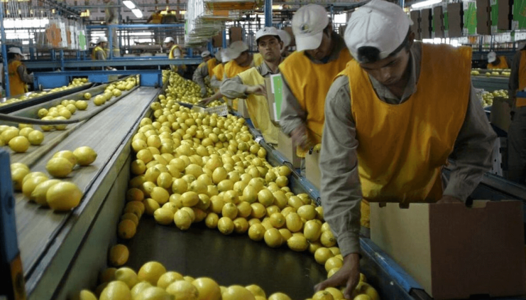 Las citrícolas tucumanas serán monitoreadas para poder exportar jugo de limón a los EE.UU.