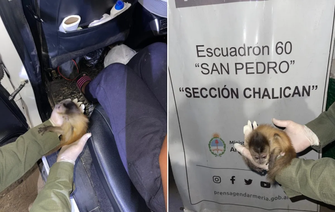 Traían un mono capuchino desde Bolivia