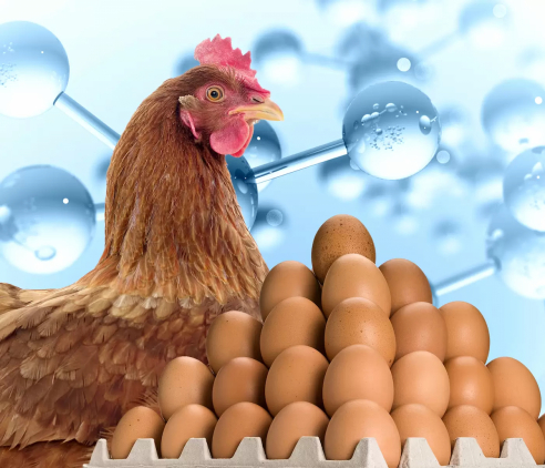 Industria avícola: Argentina, uno de los mayores productores de huevos de América Latina