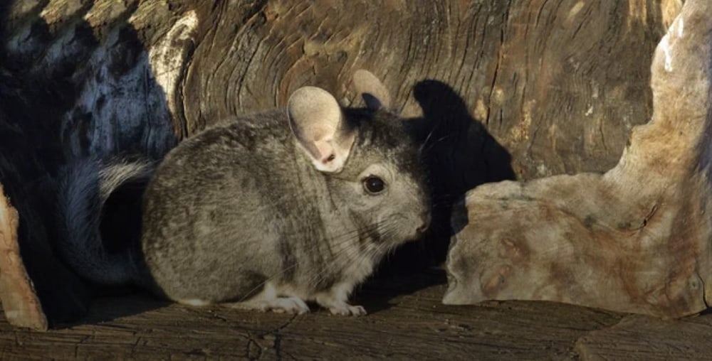 Investigan cómo mejorar la reproducción de chinchillas sin afectar su salud reproductiva