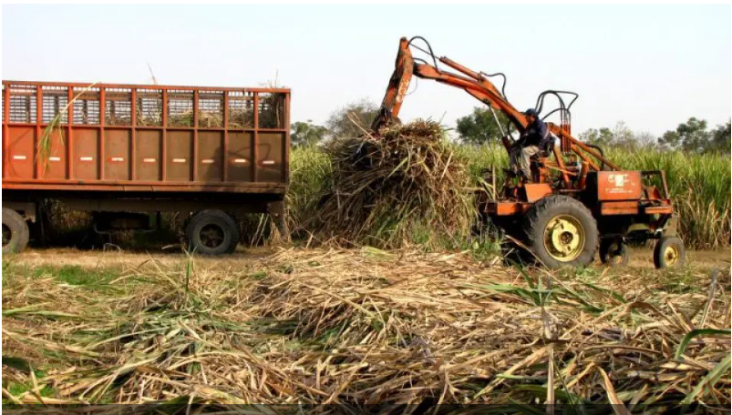La zafra 2025 contará con 18,5 millones de toneladas de caña disponible para su molienda