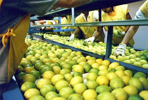El limón tucumano crece en exportaciones pese a una campaña compleja