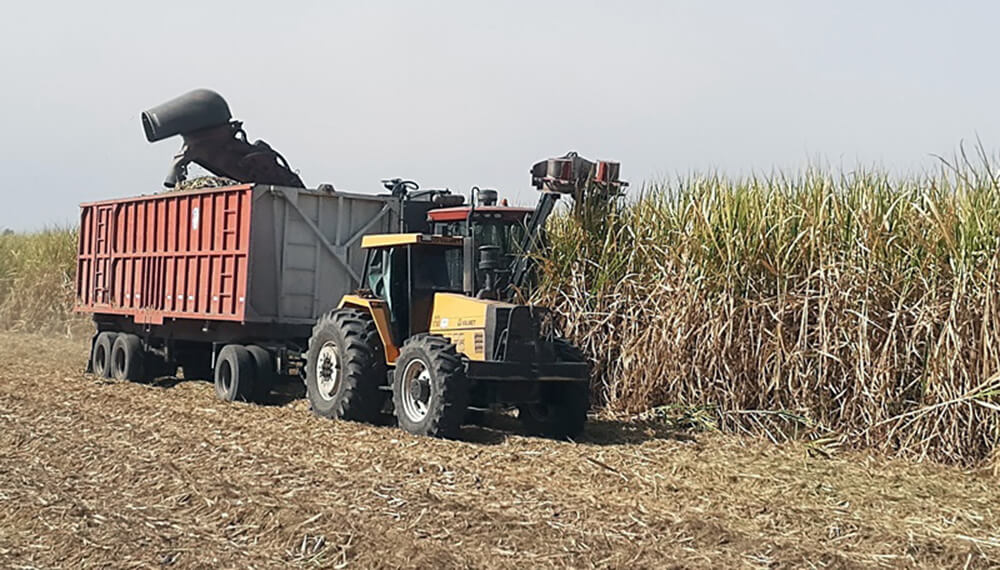 Zafra 2025: récord de producción en Tucumán con un aumento del 7% en caña molida y 10% en alcohol