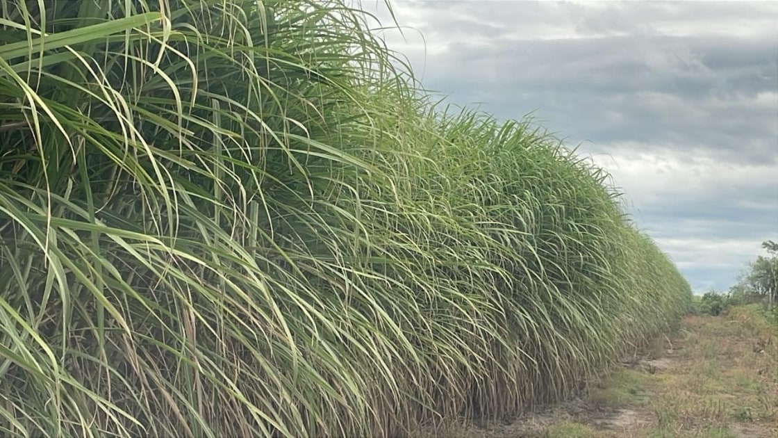 Vertix 2: La caña de azúcar que revoluciona el cultivo en suelos desafiantes de Tucumán