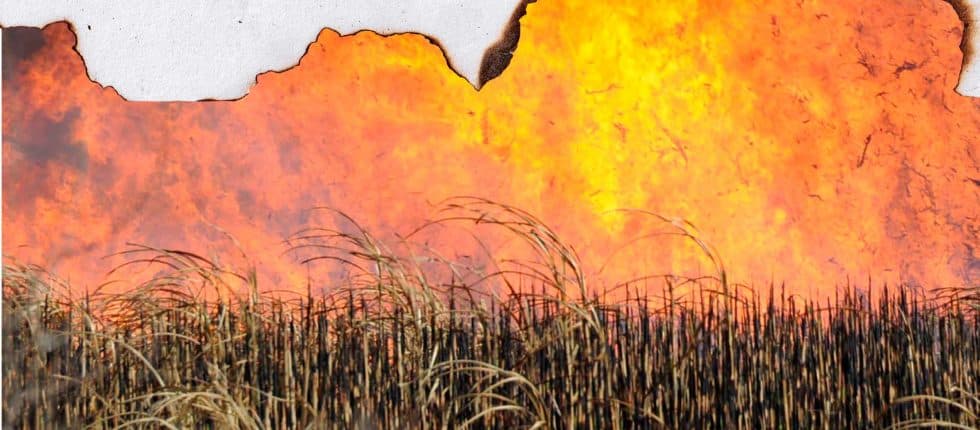 Impacto ambiental y alternativas sostenibles: La quema de caña de azúcar en Tucumán bajo la lupa científica