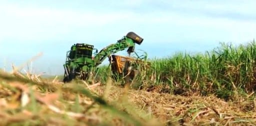 Se redujo en 900 mil toneladas la disponibilidad de caña para la zafra de este año