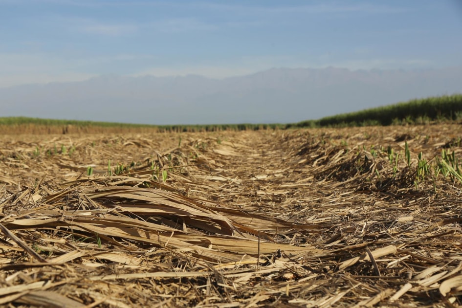 Mientras la zafra sigue a buen ritmo, algunos ingenios podrían finalizar su producción hacia mediados de octubre