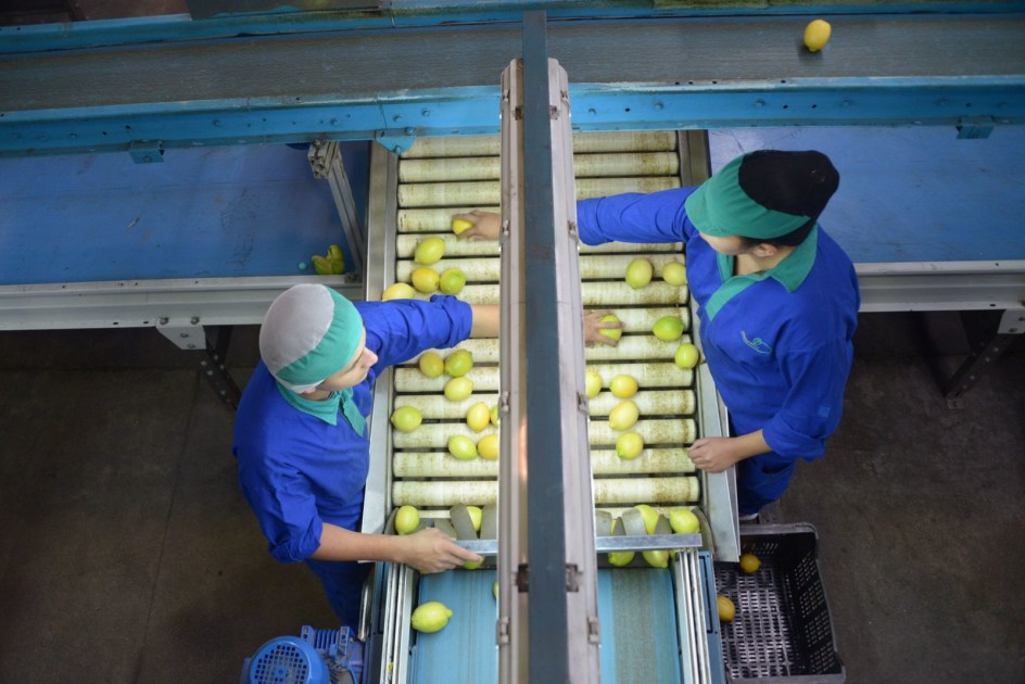 Récord en exportaciones cítricas: el limón tucumano y sus derivados consolidan el crecimiento en 2025