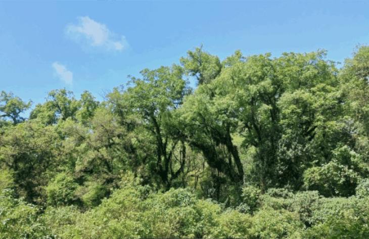 Tucumán destinó más de $185 millones para conservar 200 mil hectáreas de bosques