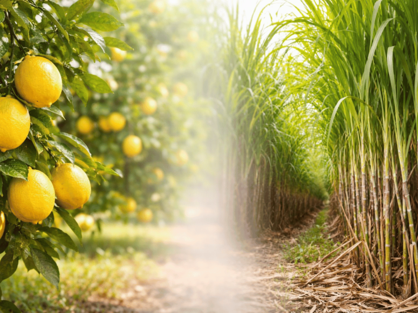 Limón con ventaja, azúcar en alerta: cómo impactaría el acuerdo comercial con Estados Unidos