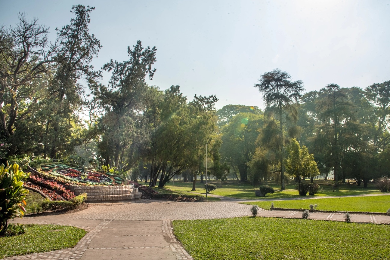 Censo del arbolado: identificaron 110.000 ejemplares de 299 especies en la capital