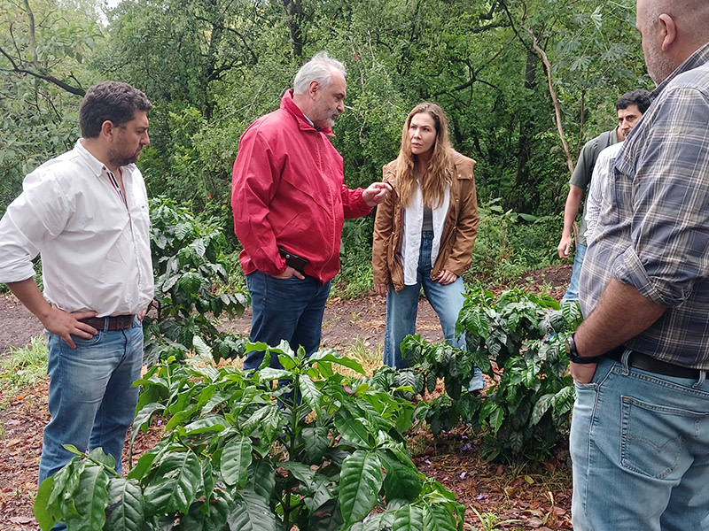“Tucumán ofrece una extraordinaria oportunidad para la producción de café"