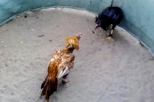 Riñas de gallos en predios públicos: El Municipio capitalino intimó al desalojo forzado a ocupantes ilegales