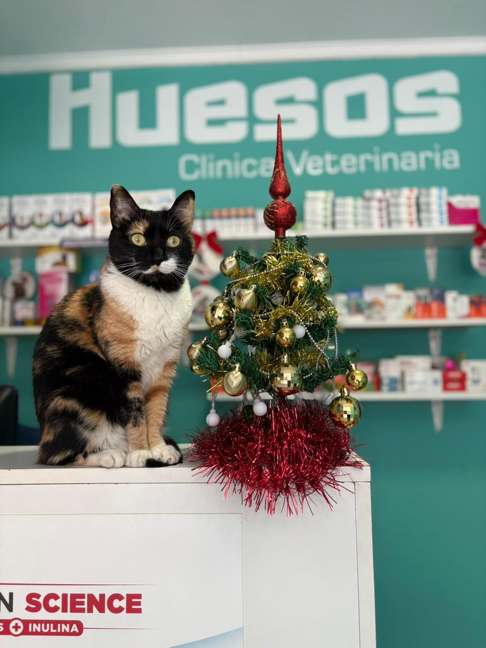 Una veterinaria explica cómo proteger a perros y gatos del estrés por pirotecnia