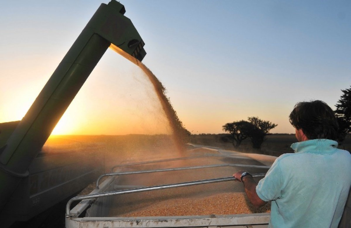 El campo proyecta una producción récord de 154,8 millones de toneladas para el ciclo 2025/26