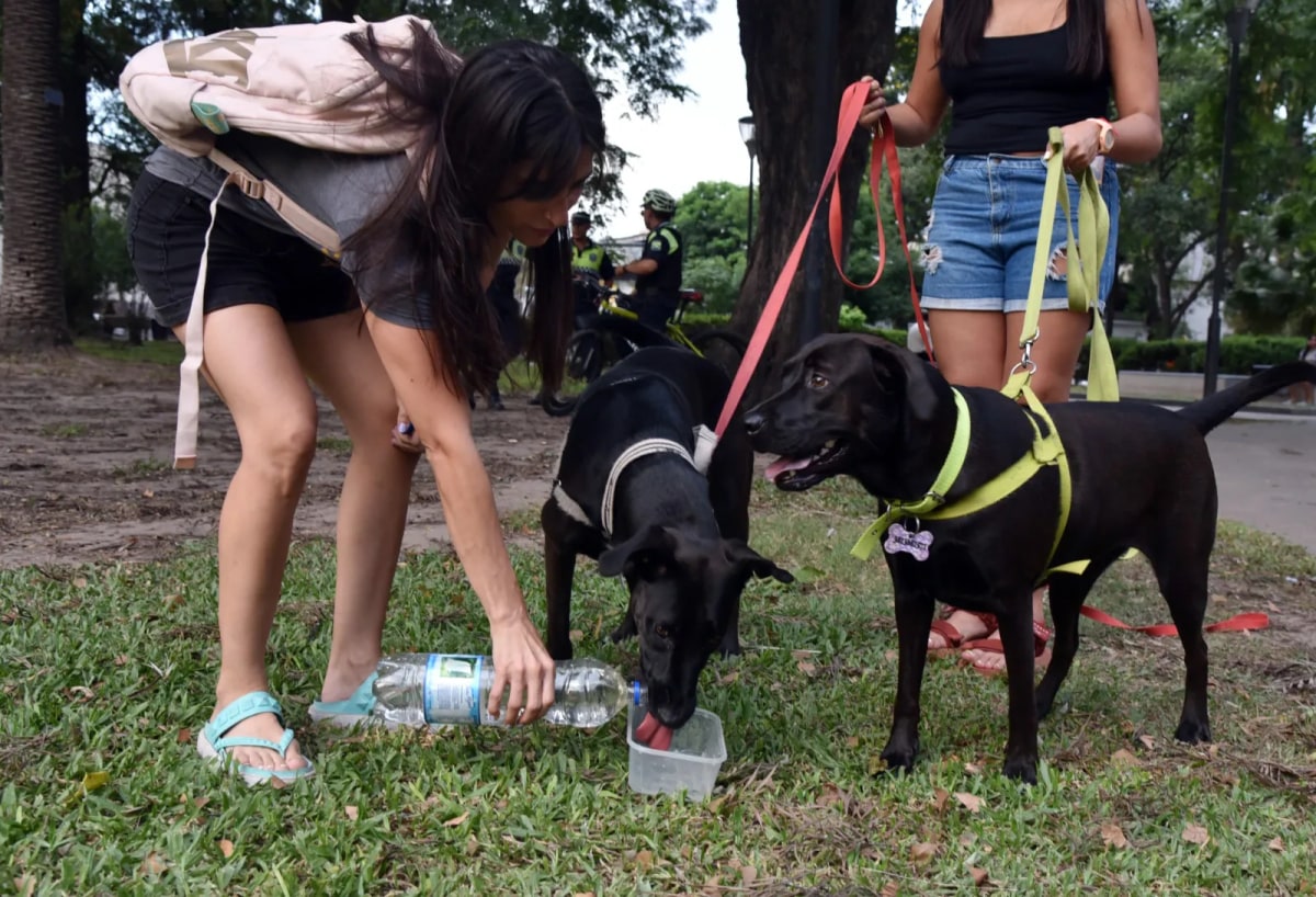 multimedia.grande.931118c2bb0fd72b.Z3JhbmRlLndlYnA=.webp multimedia.grande.931118c2bb0fd72b.Z3JhbmRlLndlYnA=.webp