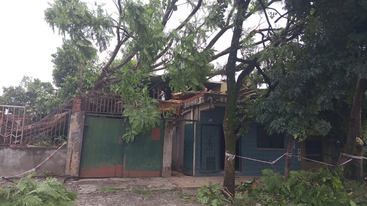 El fuerte viento provocó la caída de decenas de árboles en distintos puntos de la provincia