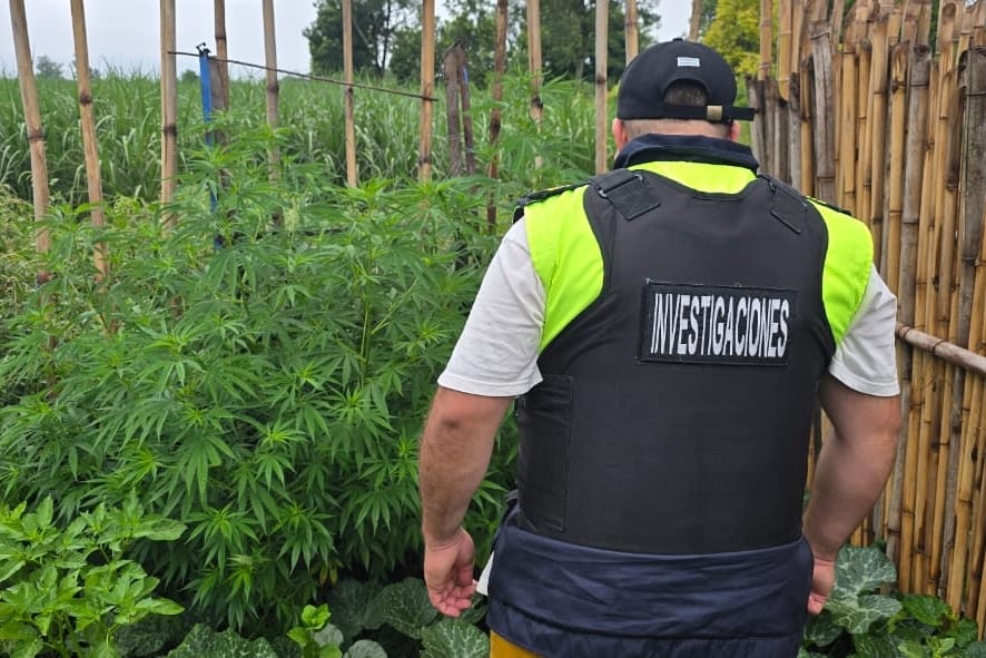 Buscando a los asesinos del hombre amputado en Aguilares hallaron una plantación de marihuana