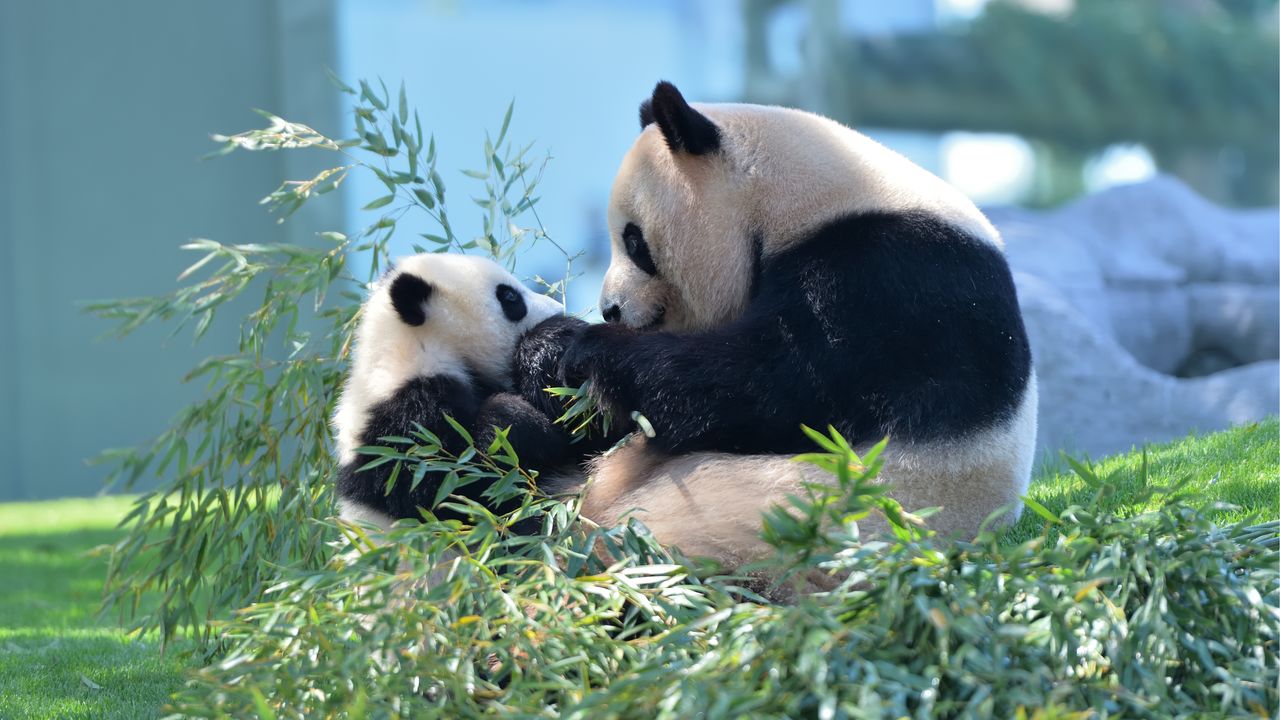 Japón se despide de sus pandas tras más de 50 años