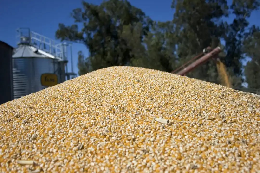 Enero récord para el agro: subió 82% la liquidación de divisas del complejo cerealero-oleaginoso